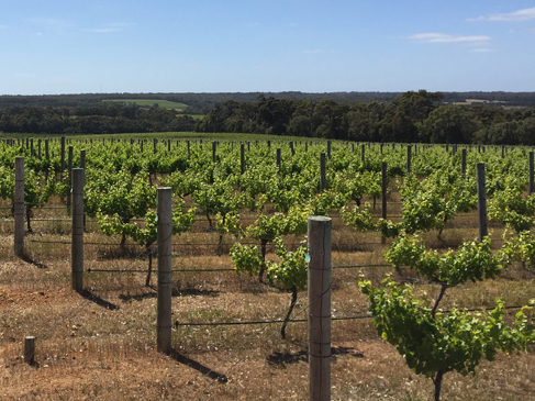 Brindle Vineyard, Margaret River, Western Australia, Australia